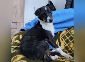 Luma eine ängstliche Mini-Hündin