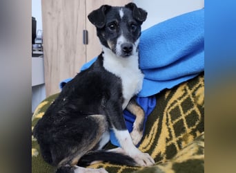 Luma eine ängstliche Mini-Hündin