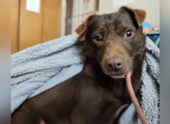 Lora eine ängstliche Mini-Hündin