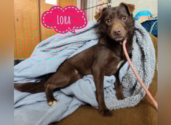 Lora eine ängstliche Mini-Hündin