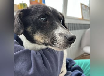 Luma eine ängstliche Mini-Hündin