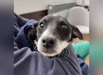 Luma eine ängstliche Mini-Hündin