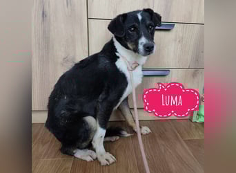 Luma eine ängstliche Mini-Hündin