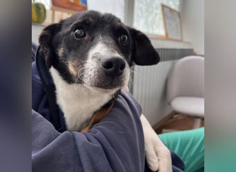 Luma eine ängstliche Mini-Hündin