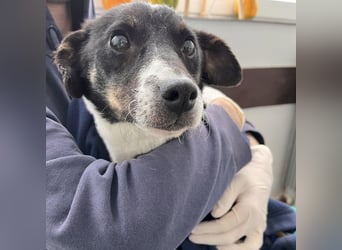 Luma eine ängstliche Mini-Hündin