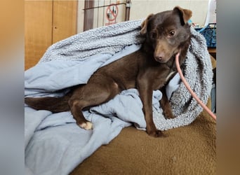 Lora eine ängstliche Mini-Hündin