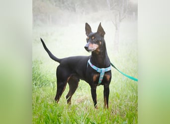 Lucio - ein freundlicher Begleiter