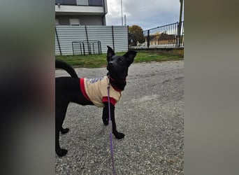 Snjeska, aufgewecktes Hundemädchen zur Pflege in 58640 Iserlohn