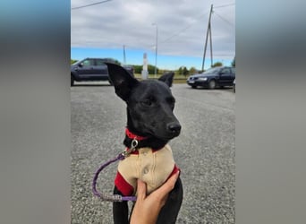 Snjeska, aufgewecktes Hundemädchen zur Pflege in 58640 Iserlohn