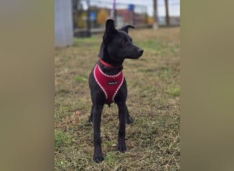 Snjeska, aufgewecktes Hundemädchen zur Pflege in 58640 Iserlohn