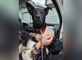 Snjeska, aufgewecktes Hundemädchen zur Pflege in 58640 Iserlohn