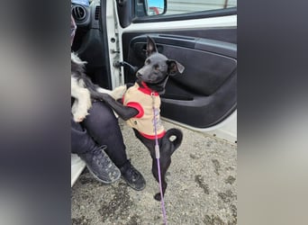 Snjeska, aufgewecktes Hundemädchen zur Pflege in 58640 Iserlohn