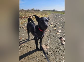 Snjeska, aufgewecktes Hundemädchen zur Pflege in 58640 Iserlohn