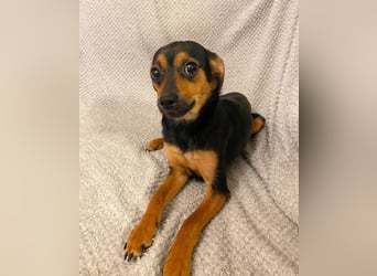 Ronja - anhänglich&verschmust