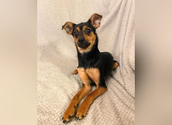 Ronja - anhänglich&verschmust