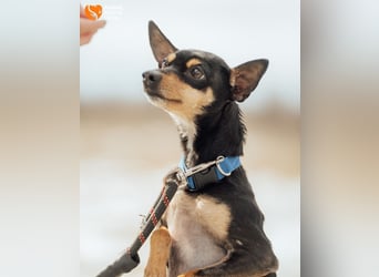 Zwergpinscher Anji sucht Zuhause