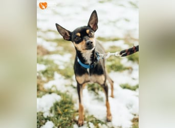Zwergpinscher Anji sucht Zuhause