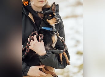 Zwergpinscher Anji sucht Zuhause