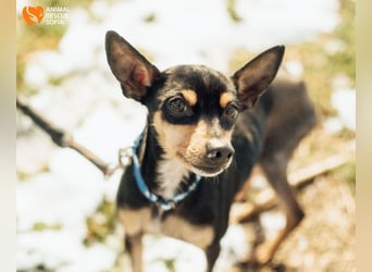 Zwergpinscher Anji sucht Zuhause