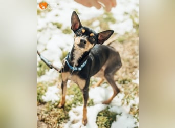 Zwergpinscher Anji sucht Zuhause
