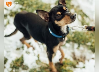 Zwergpinscher Anji sucht Zuhause