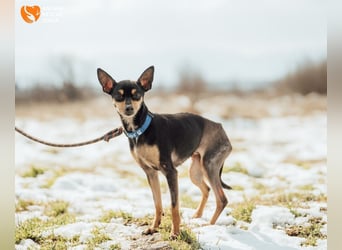 Zwergpinscher Anji sucht Zuhause