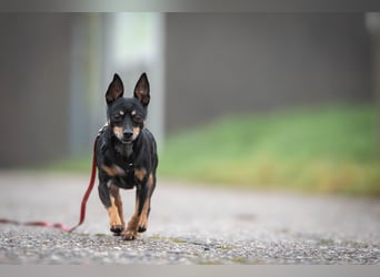 Schenkst du Quiqui einen Platz in deinem Leben?