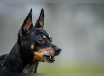Schenkst du Quiqui einen Platz in deinem Leben?