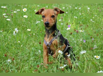 Miss Jessy - kleine Hündin mit großer Persönlichkeit - Tierhilfe Franken e.V.