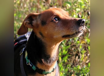 Miss Jessy - kleine Hündin mit großer Persönlichkeit - Tierhilfe Franken e.V.