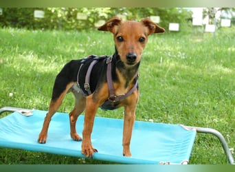 Miss Jessy - kleine Hündin mit großer Persönlichkeit - Tierhilfe Franken e.V.