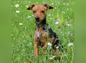 Miss Jessy - kleine Hündin mit großer Persönlichkeit - Tierhilfe Franken e.V.