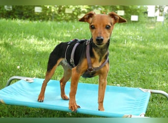 Miss Jessy - kleine Hündin mit großer Persönlichkeit - Tierhilfe Franken e.V.