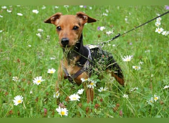Miss Jessy - kleine Hündin mit großer Persönlichkeit - Tierhilfe Franken e.V.