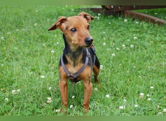 Miss Jessy - kleine Hündin mit großer Persönlichkeit - Tierhilfe Franken e.V.
