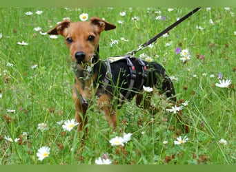 Miss Jessy - kleine Hündin mit großer Persönlichkeit - Tierhilfe Franken e.V.