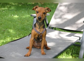 Miss Jessy - kleine Hündin mit großer Persönlichkeit - Tierhilfe Franken e.V.