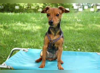 Miss Jessy - kleine Hündin mit großer Persönlichkeit - Tierhilfe Franken e.V.