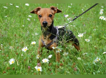 Miss Jessy - kleine Hündin mit großer Persönlichkeit - Tierhilfe Franken e.V.