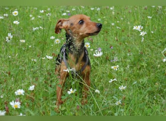 Miss Jessy - kleine Hündin mit großer Persönlichkeit - Tierhilfe Franken e.V.