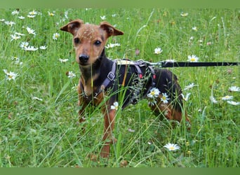 Miss Jessy - kleine Hündin mit großer Persönlichkeit - Tierhilfe Franken e.V.