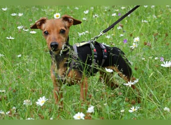 Miss Jessy - kleine Hündin mit großer Persönlichkeit - Tierhilfe Franken e.V.