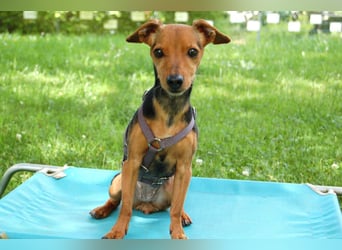 Miss Jessy - kleine Hündin mit großer Persönlichkeit - Tierhilfe Franken e.V.