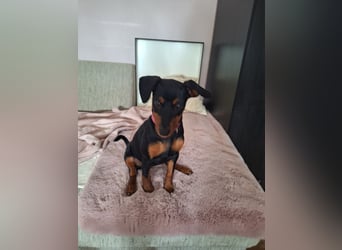 Zwergpinscher Welpen(Reinrassig) suchen ein liebevolles Zuhause