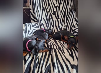 Zwergpinscher Welpen(Reinrassig) suchen ein liebevolles Zuhause