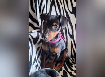 Zwergpinscher Welpen(Reinrassig) suchen ein liebevolles Zuhause