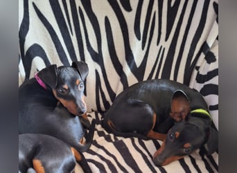 Zwergpinscher Welpen(Reinrassig) suchen ein liebevolles Zuhause