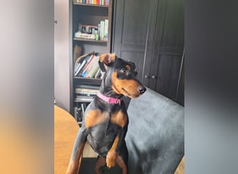 Zwergpinscher Welpen(Reinrassig) suchen ein liebevolles Zuhause