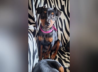 Zwergpinscher Welpen(Reinrassig) suchen ein liebevolles Zuhause