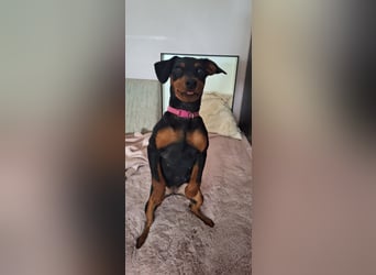 Zwergpinscher Welpen(Reinrassig) suchen ein liebevolles Zuhause